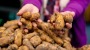 Rückruf: Kartoffeln von Edeka, Netto und Marktkauf mit Pestiziden belastet | Leben & Wissen | BILD.de